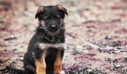 壮壮最新爆料德牧,德牧新技能惊艳亮相